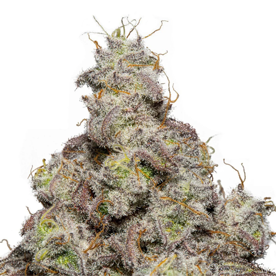 Acai Cookies Premium Indoor THCa Flower